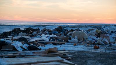 Polar bears on land near human settlements