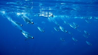 Emperor Penguins diving into the sea under the surface