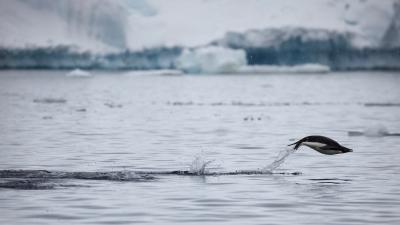 Adelie penguin (Pygoscelis adeliae) swimming in the Antarctic Peninsula, January 2018.