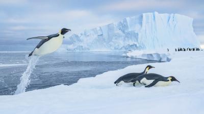 Penguins on ice