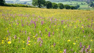 Semi-natural and managed grasslands