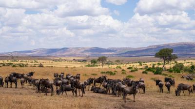 The grasslands of the Maasai Mara in Kenya and Tanzania’s Serengeti sweep you off your feet with stunning scenery and iconic wildlife. 