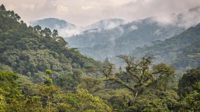 Bwindi Impenetrable National Park