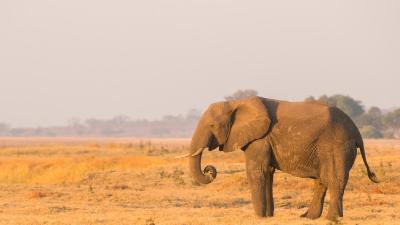 Elephant bull. Chobe river. Namibia/ Botswana