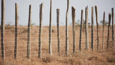 Fences constructed on the Loita plains