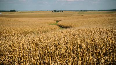 A food crop that is also a desert when it comes to wildlife. Much of Iowa's agricultural land exercises this form of farming that clears areas of all native vegetation and plants with wall-to-wall monocultures in the United States.
