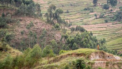 The patchwork of fields creeping up these slopes tells a story of survival and strain Bwindi