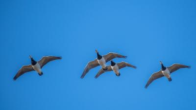 Barnacle goose (Branta leucopsis).