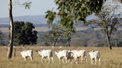 Cattle graze on cleared land in Mato Grosso, Brazil