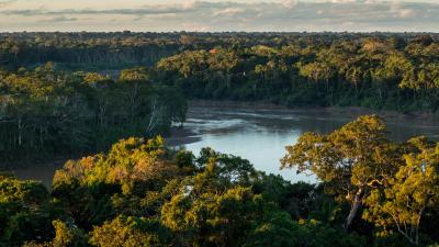 The rainforest canopy. Tambopata National Reserve in the Peruvian Amazon Basin. Peru.