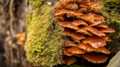 Close up of fungi growing in tree North Yorkshire Greg