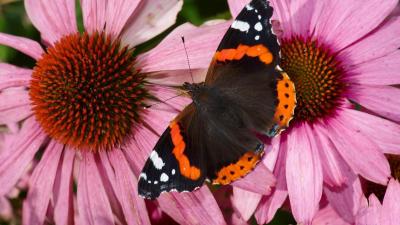 Red admiral (Vanessa atalanta) on a purple coneflower