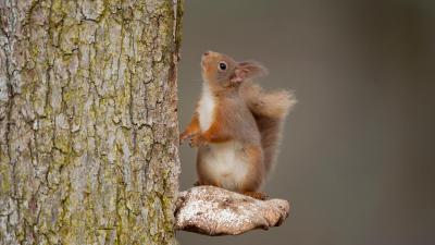 Red squirrel perched on a bracket fungus in autumn, Scotland UK