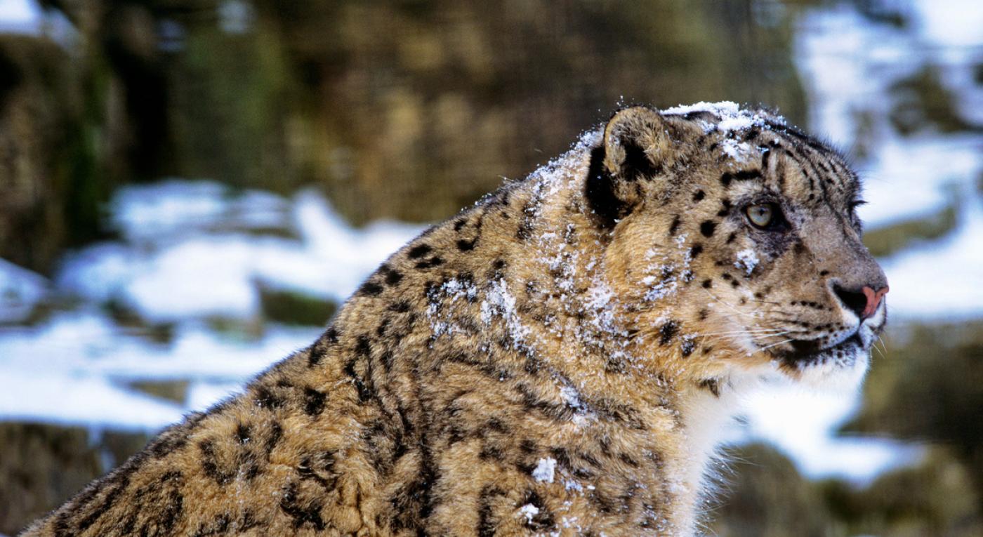 The Snow Leopard: Elegant And Elusive | Wwf