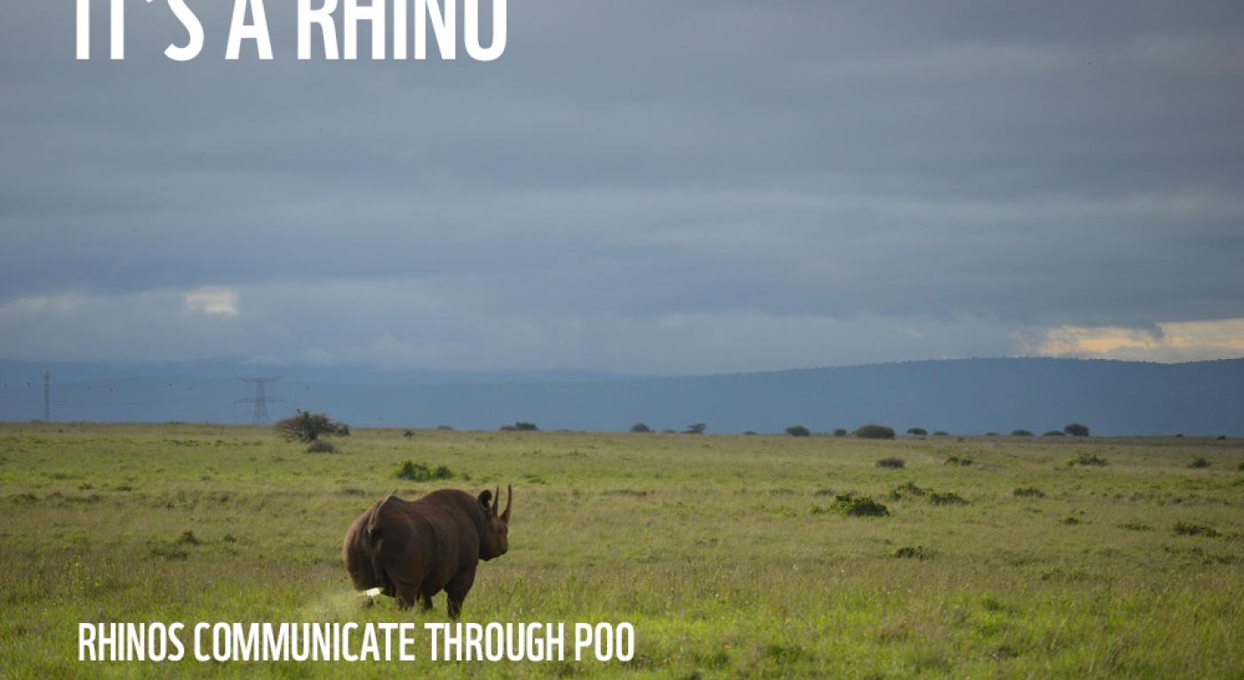 Rhino marking his territory