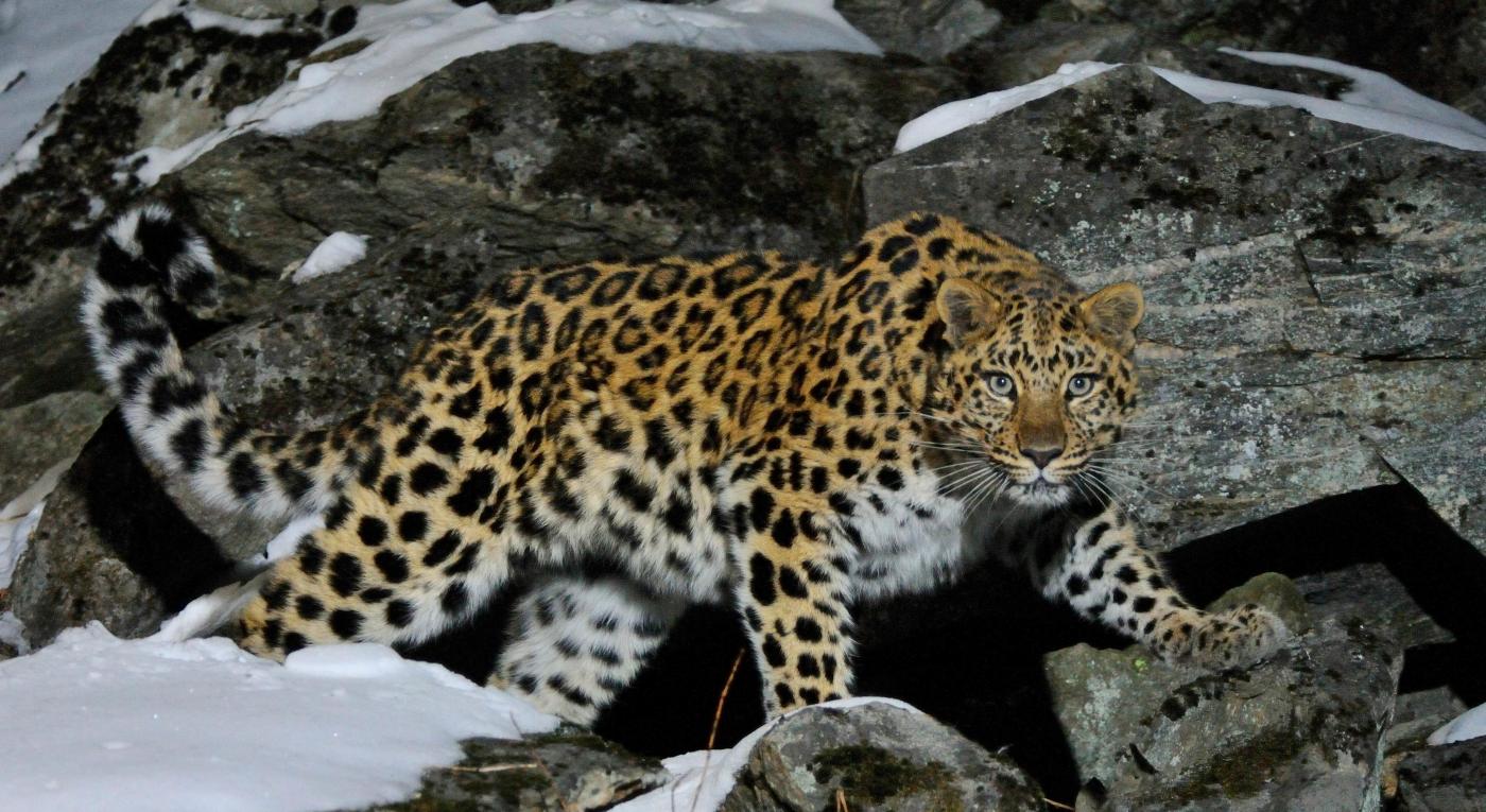 Wild female Amur leopard on a rocky hillside