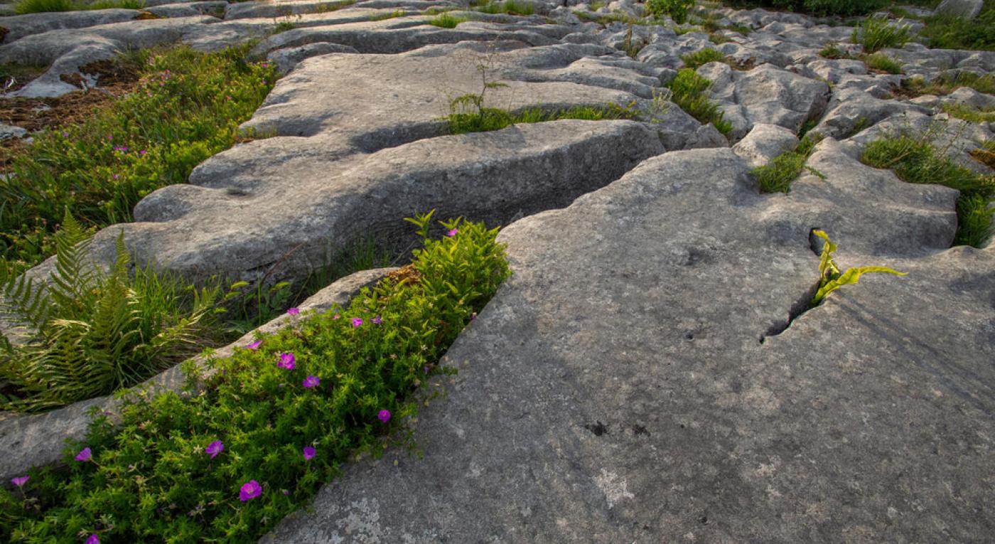 Bloody cranesbill (Geranium sanguineum) thriving on limestone pavement at Scar Close, Ingleborough National Nature Reserve, Yorkshire, UK 