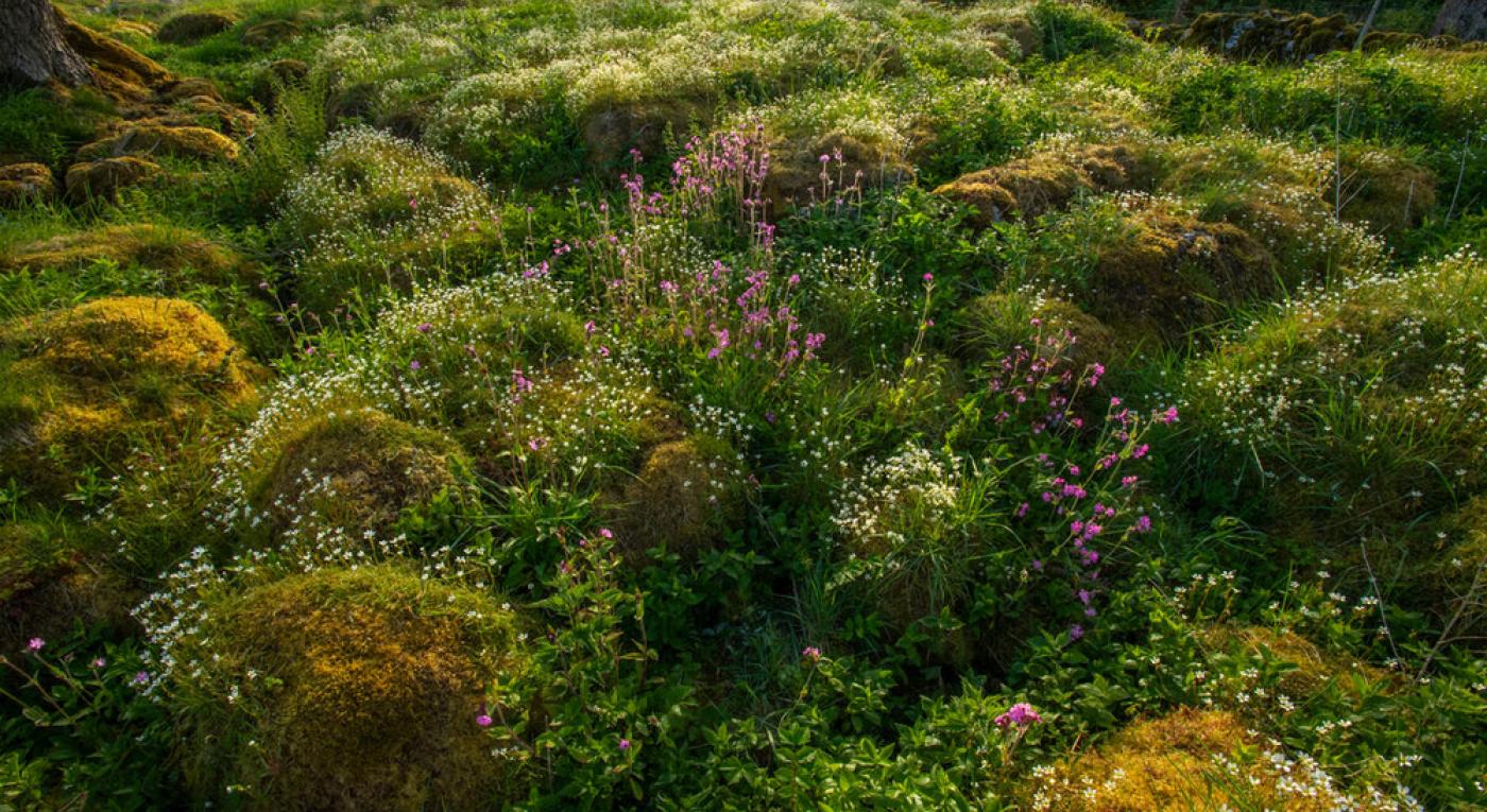 An abundance of plant life thriving on limestone pavement within the Wild Ingleborough site