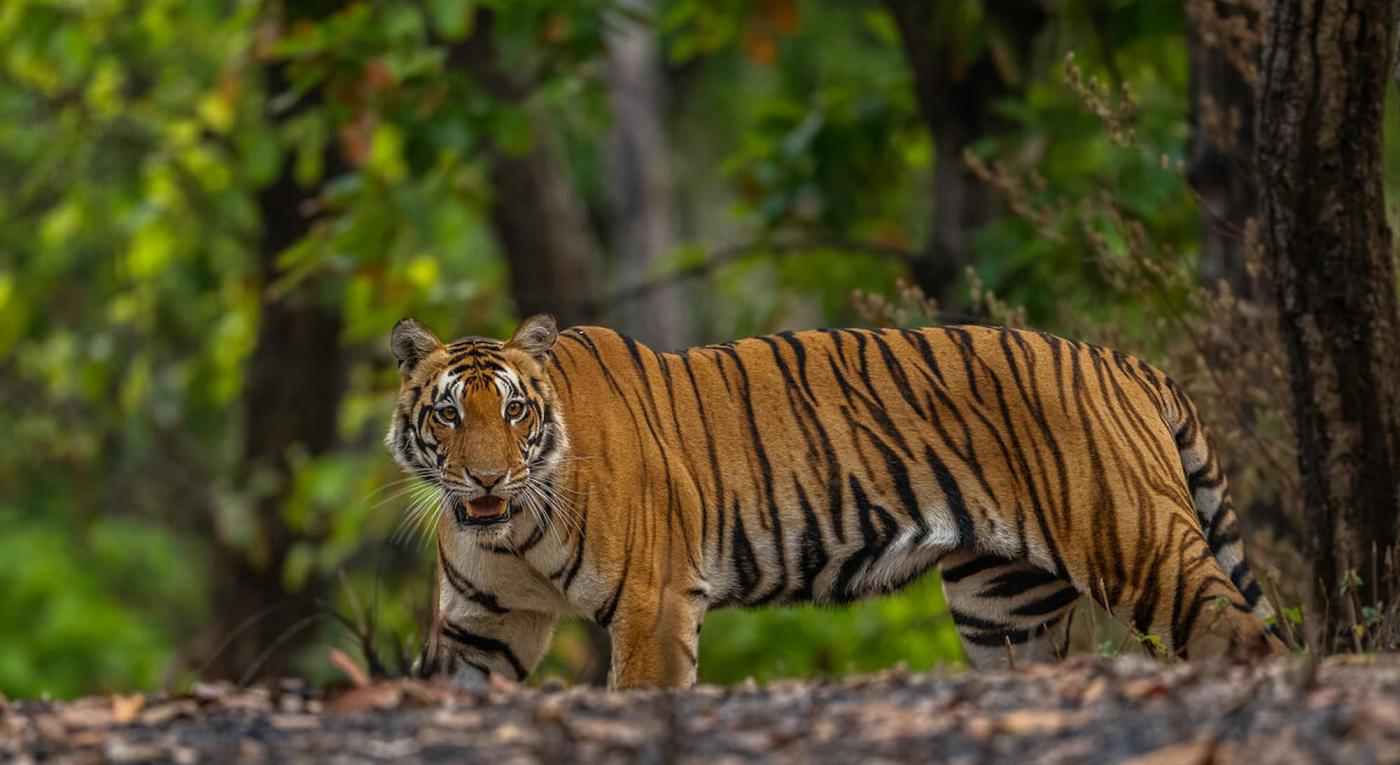 Tiger (Panthera tigris). Female in Kanha national park, Indien