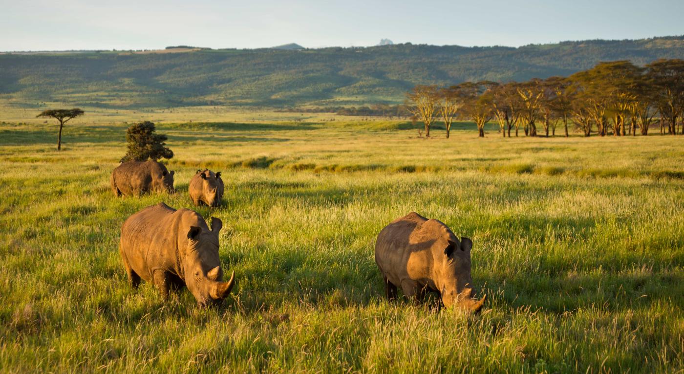 Four white rhinoceroses in grasslands in Kenya