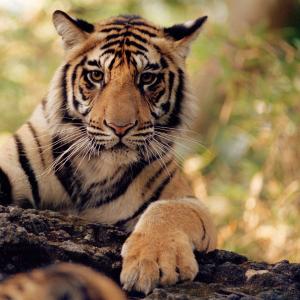 tiger sitting on a log