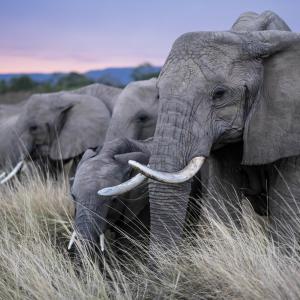 Стадо африканских слонов ест, заповедник Масаи-Мара, Кения