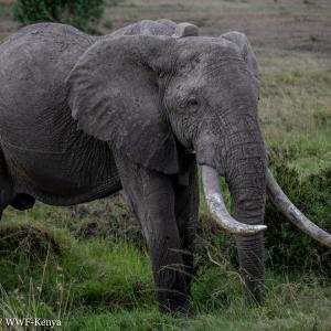 Fred - collared male elephant