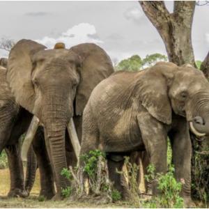Kiambi - collared elephant