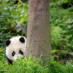 Panda hiding behind a tree