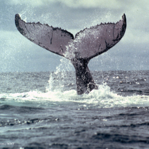 Whales Tale breaching