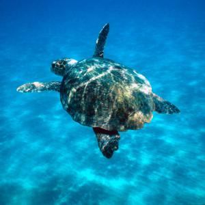 Loggerhead turtle (Caretta caretta) swimming in open sea