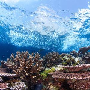Underwater scenery of coral reefs within the Tun Mustapha Park 