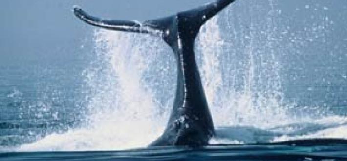 Top 10 facts about whales