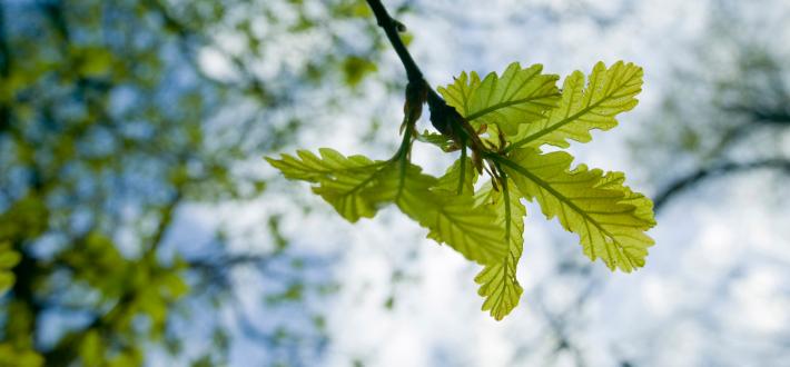 Nature soundtracks