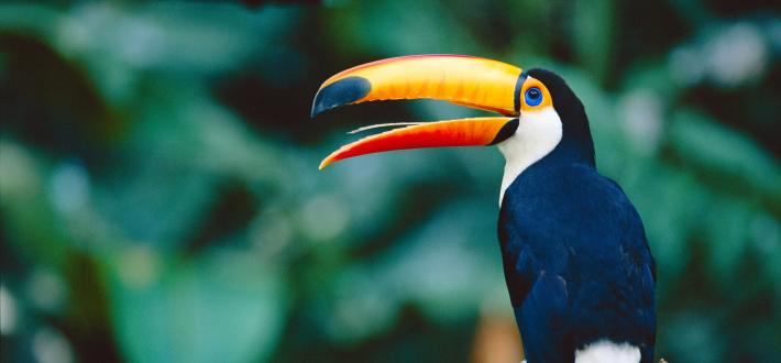 World Rainforest Day Live Lesson