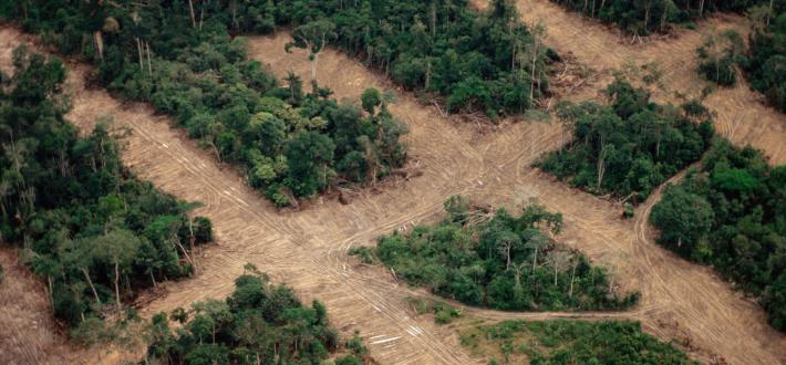 WWF Environment Bill General Briefing