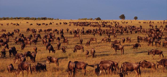 Our Planet Info Sheet: Grasslands