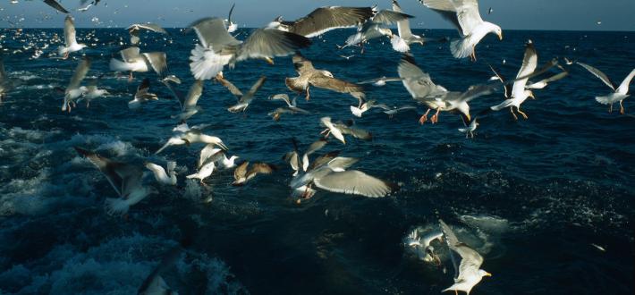 Scottish Seabird Centre