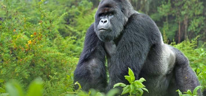Gorilla quiz