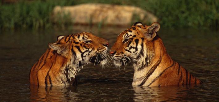 top 10 facts about tigers