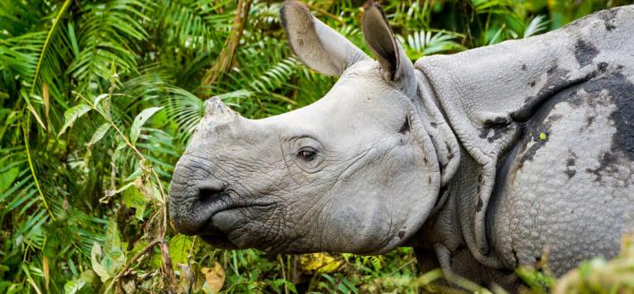 Top 10 facts about Rhinos