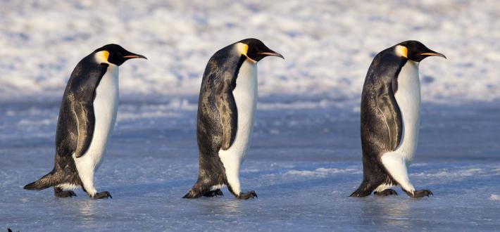 Top 10 facts about Emperor Penguins