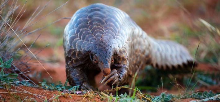 Top 5 facts about pangolins