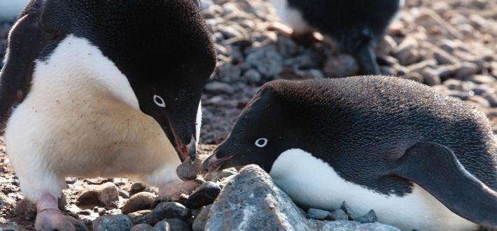Top 10 facts about Adélie penguins