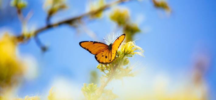 Wildlife quiz