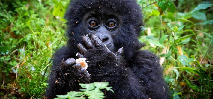 Top 10 facts about Mountain gorillas