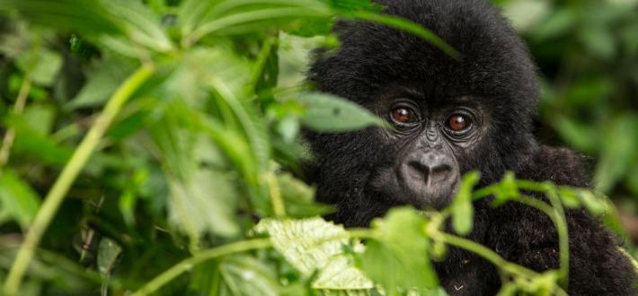 World Gorilla Day, 24 Sept