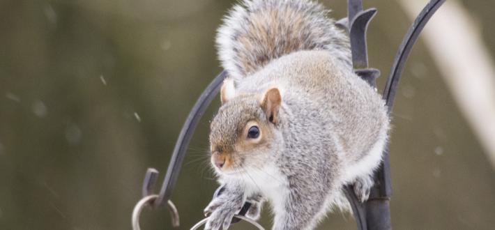 Wildlife Spotter Sheet