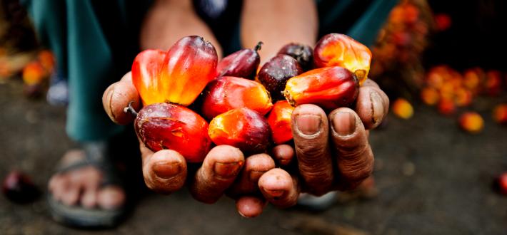 The Problem With Palm Oil