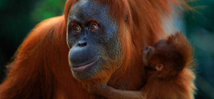 Top 10 facts about orangutans
